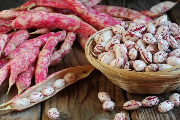 تصویر 3 از خرید و قیمت لوبیا چیتی تازه + فروش صادراتی